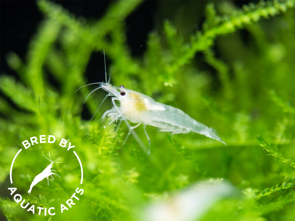 Snowball Shrimp (Neocaridina zhangjiajiensis), BREDBY: Aquatic Arts