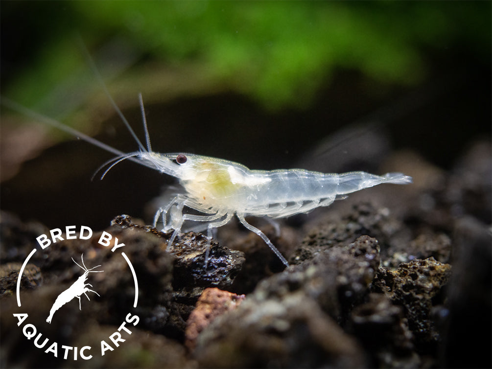 Snowball Shrimp (Neocaridina zhangjiajiensis), BREDBY: Aquatic Arts