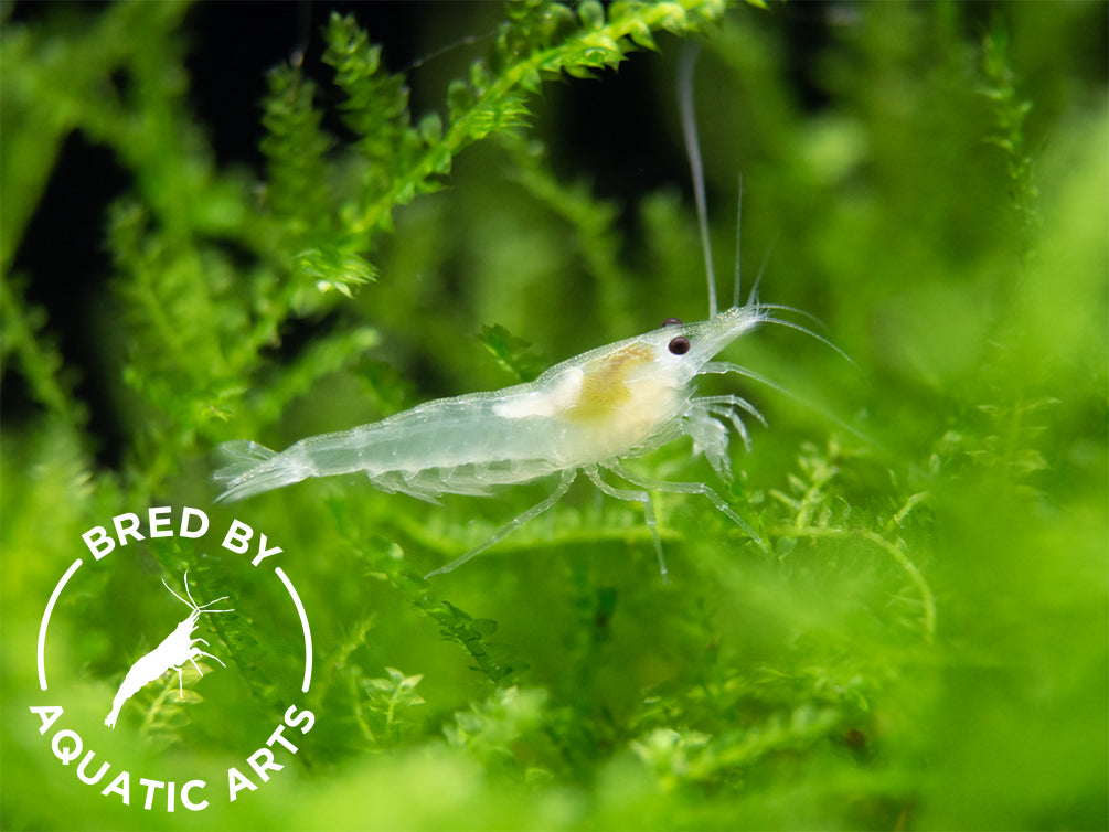 Snowball Shrimp (Neocaridina zhangjiajiensis), BREDBY: Aquatic Arts