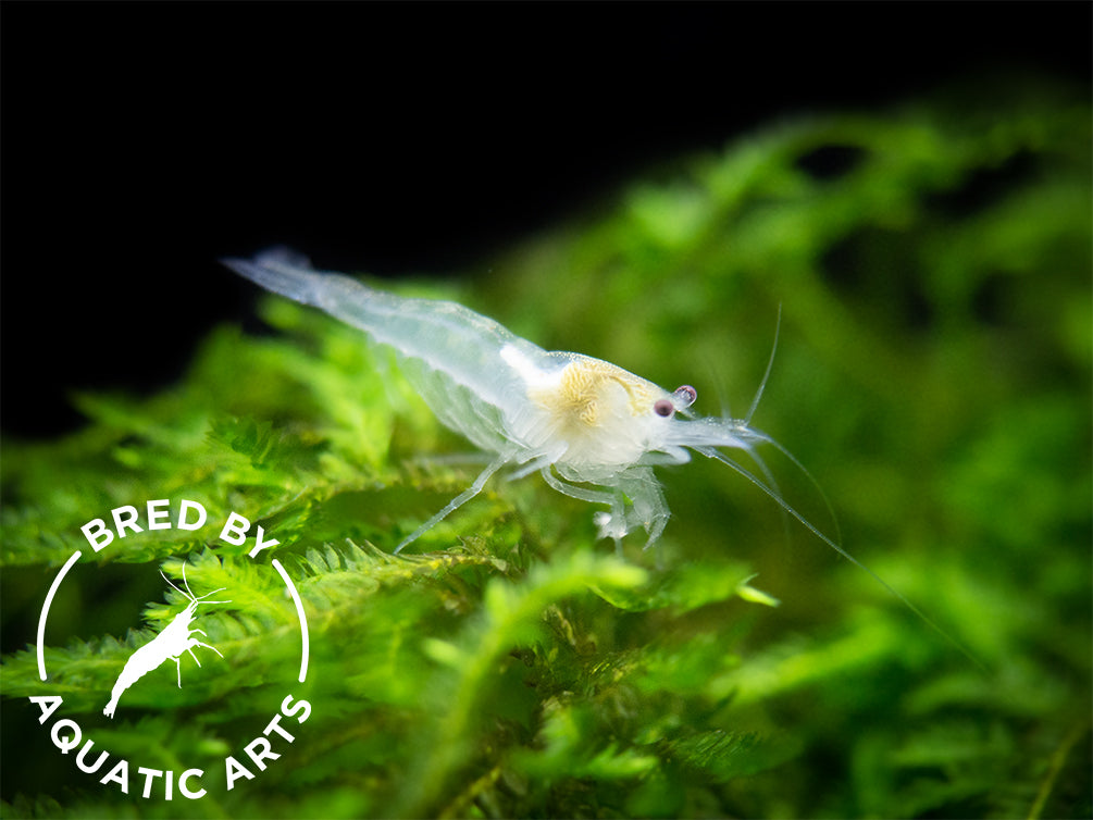 Snowball Shrimp (Neocaridina zhangjiajiensis), BREDBY: Aquatic Arts