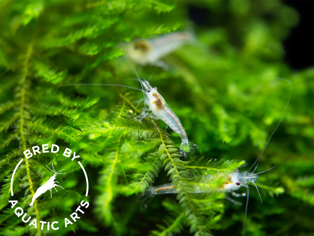 Snowball Shrimp (Neocaridina zhangjiajiensis), BREDBY: Aquatic Arts