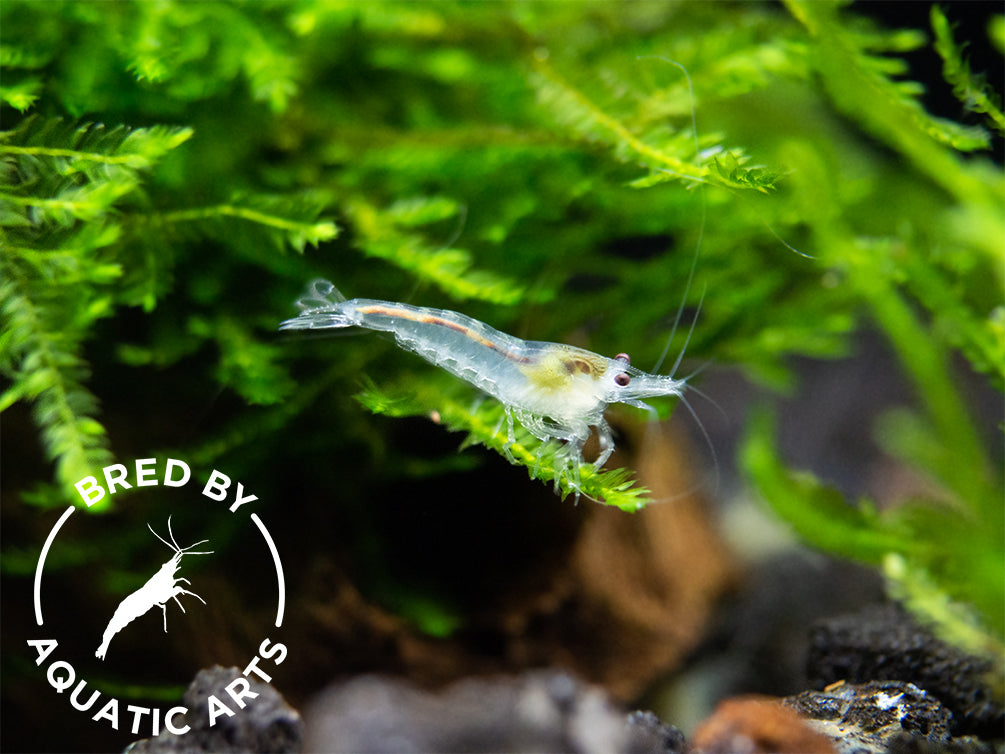 Snowball Shrimp (Neocaridina zhangjiajiensis), BREDBY: Aquatic Arts