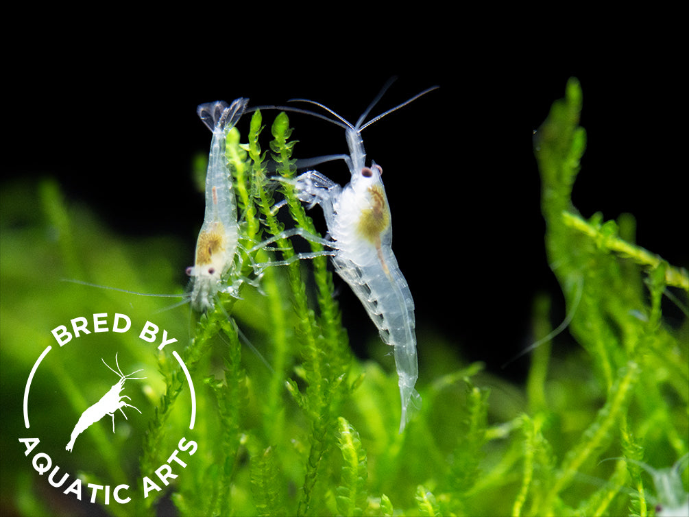 Snowball Shrimp (Neocaridina zhangjiajiensis), BREDBY: Aquatic Arts