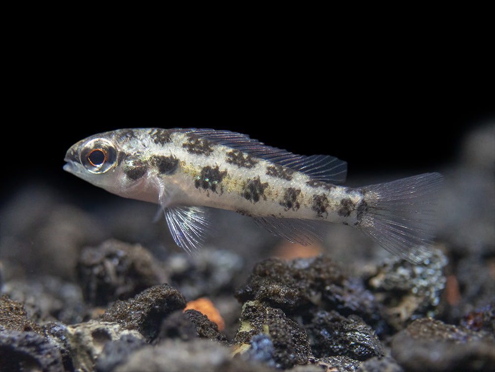 Spadetail Checkerboard Cichlid (Dicrossus maculatus) - Brazil