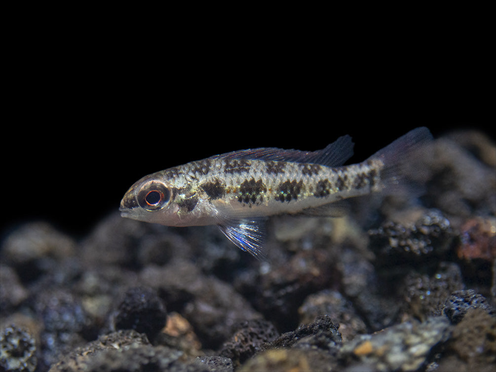Spadetail Checkerboard Cichlid (Dicrossus maculatus) - Brazil