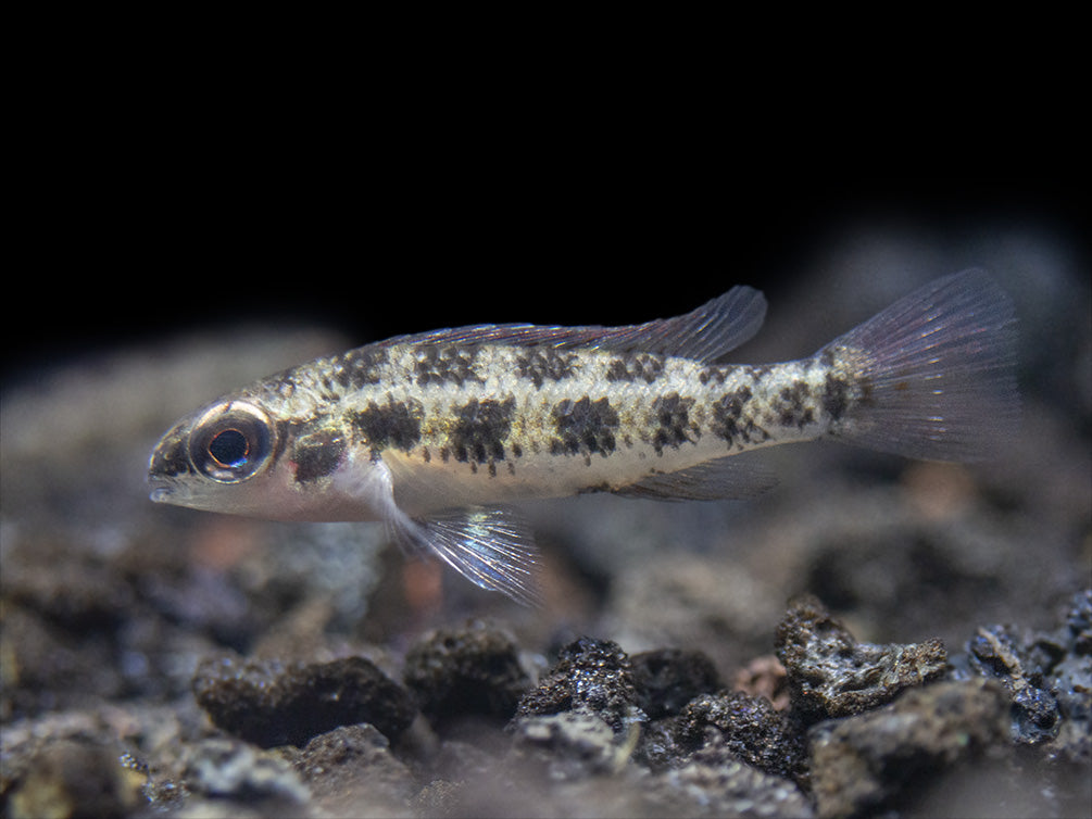Spadetail Checkerboard Cichlid (Dicrossus maculatus) - Brazil