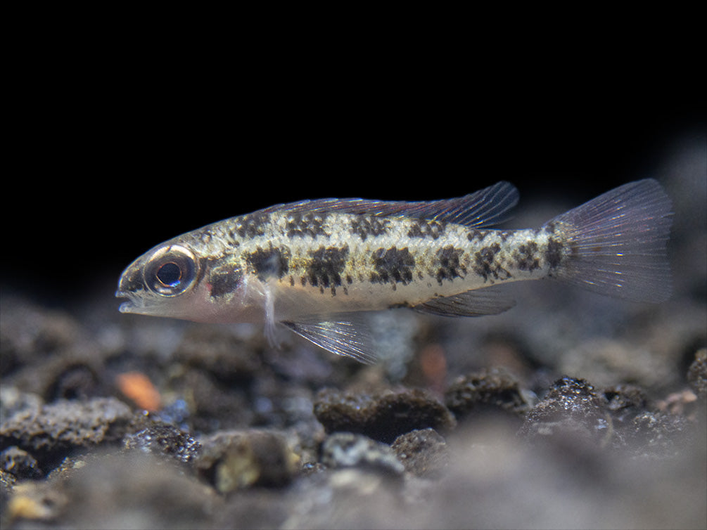 Spadetail Checkerboard Cichlid (Dicrossus maculatus) - Brazil