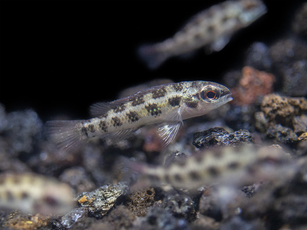 Spadetail Checkerboard Cichlid (Dicrossus maculatus) - Brazil