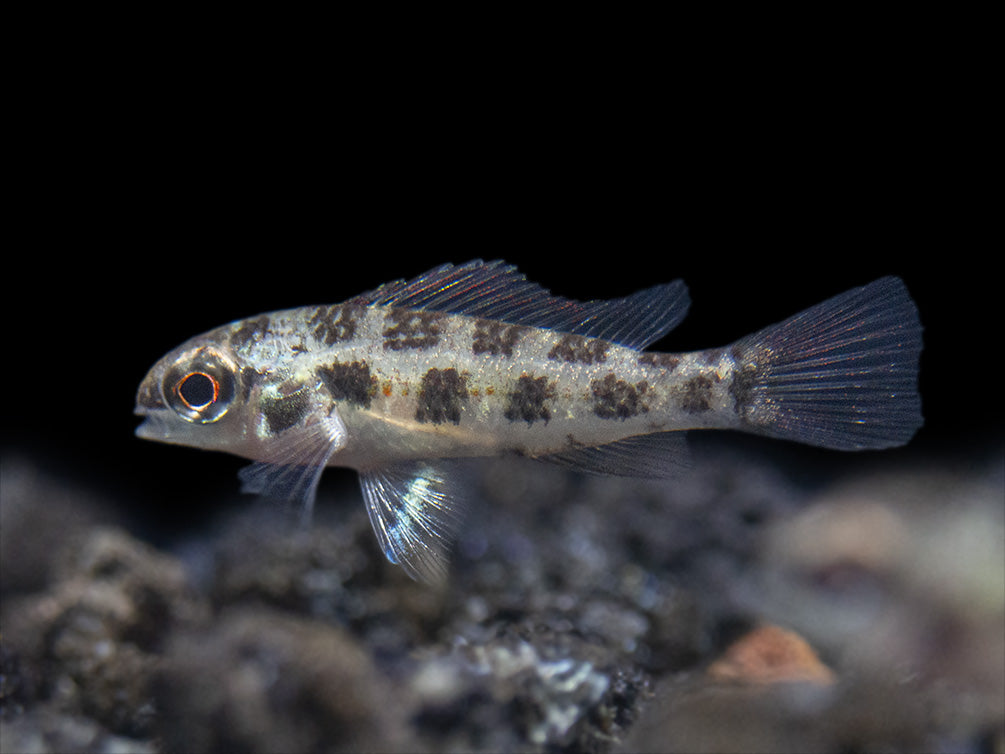Spadetail Checkerboard Cichlid (Dicrossus maculatus) - Brazil