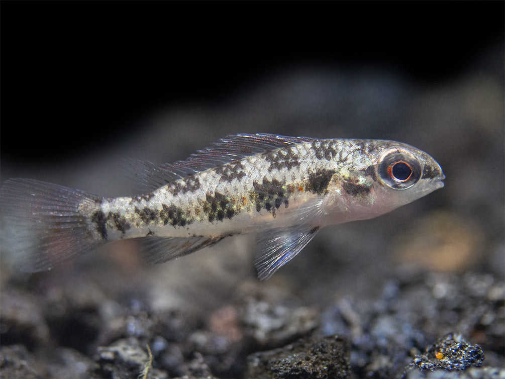 Spadetail Checkerboard Cichlid (Dicrossus maculatus) - Brazil