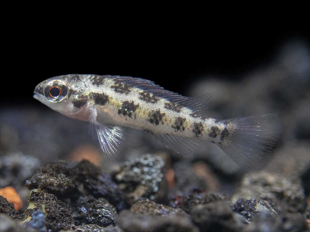 Spadetail Checkerboard Cichlid (Dicrossus maculatus) - Brazil