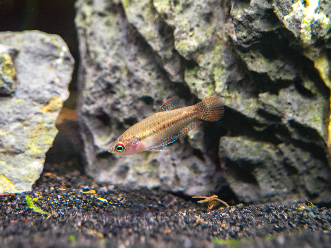 Sparkling Dwarf Gourami (Trichopsis pumila) - Tank-Bred!