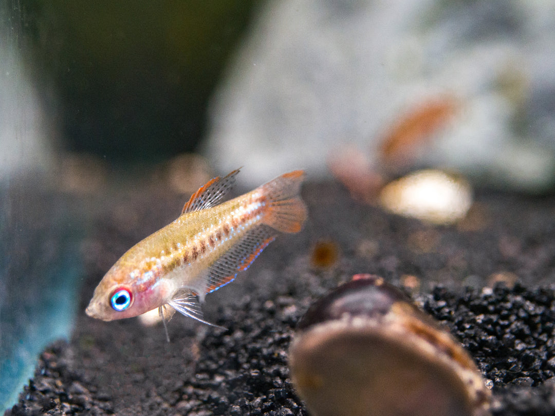 Sparkling Dwarf Gourami (Trichopsis pumila) - Tank-Bred!