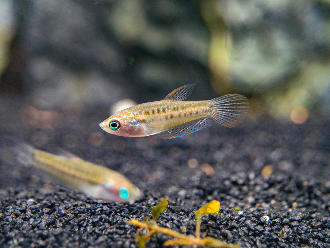 Sparkling Dwarf Gourami (Trichopsis pumila) - Tank-Bred!