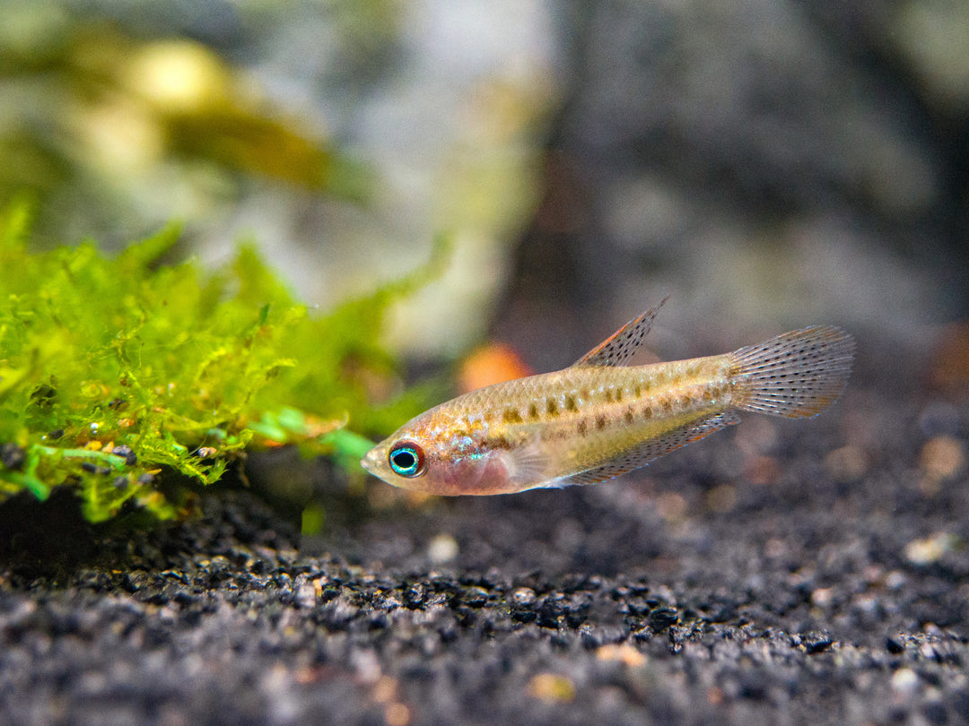 Sparkling Dwarf Gourami (Trichopsis pumila) - Tank-Bred!