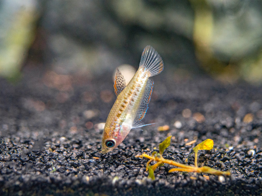 Sparkling Dwarf Gourami (Trichopsis pumila) - Tank-Bred!