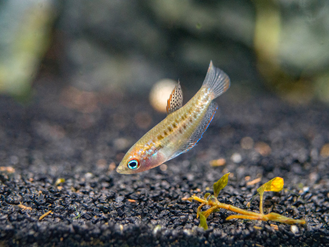 Sparkling Dwarf Gourami (Trichopsis pumila) - Tank-Bred!