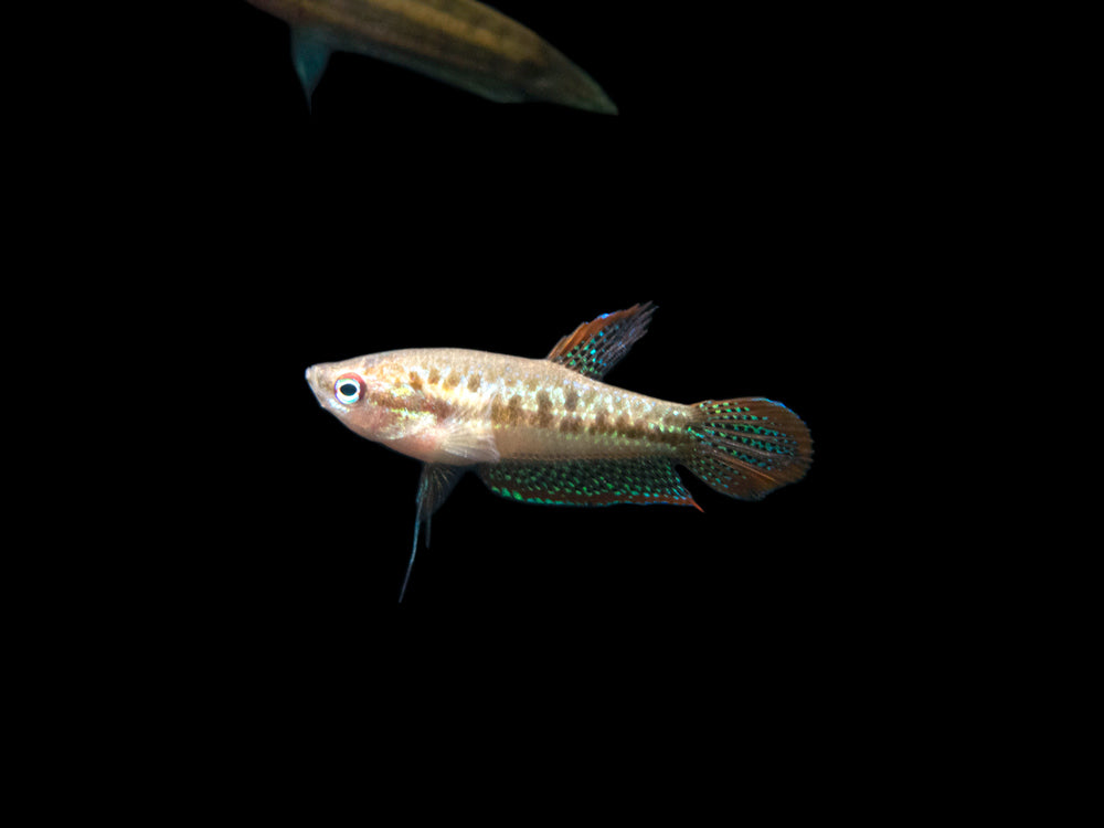 Sparkling Dwarf Gourami (Trichopsis pumila) - Tank-Bred!