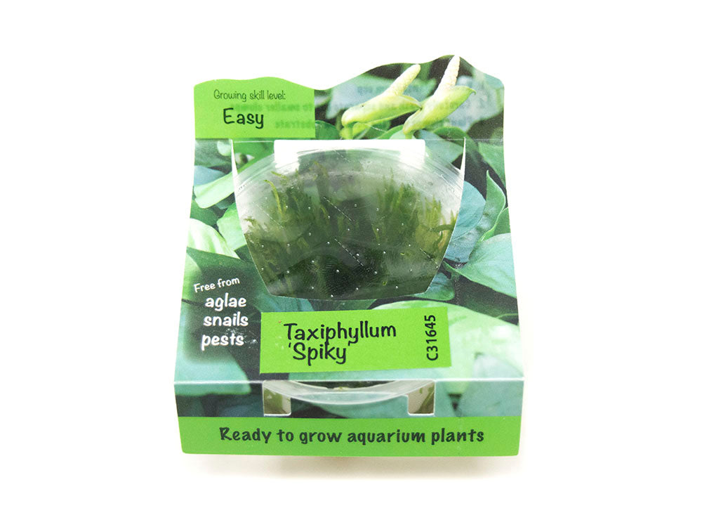 Spiky Moss (Taxiphyllum sp. “Spiky”) Tissue Culture