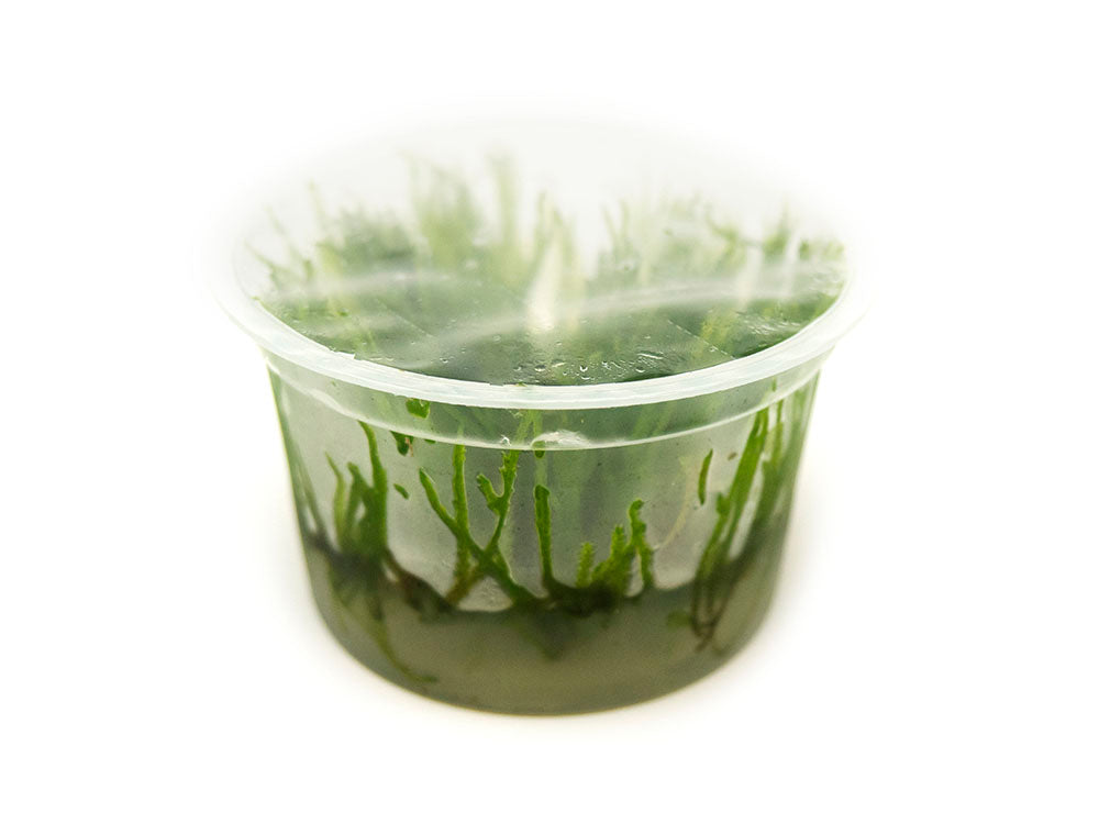 Spiky Moss (Taxiphyllum sp. “Spiky”) Tissue Culture