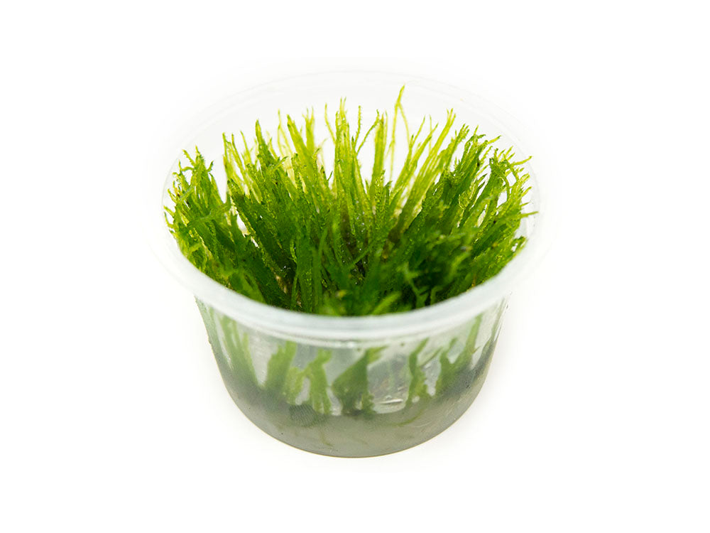 Spiky Moss (Taxiphyllum sp. “Spiky”) Tissue Culture