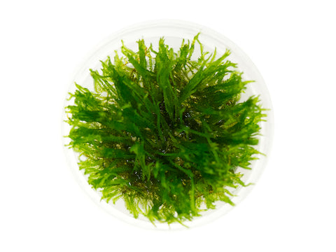 A Sprig Of Christmas Moss In An Aquarium Vesicularia Montagnei Stock Photo  - Download Image Now - iStock