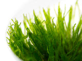 Spiky Moss (Taxiphyllum sp. “Spiky”) Tissue Culture