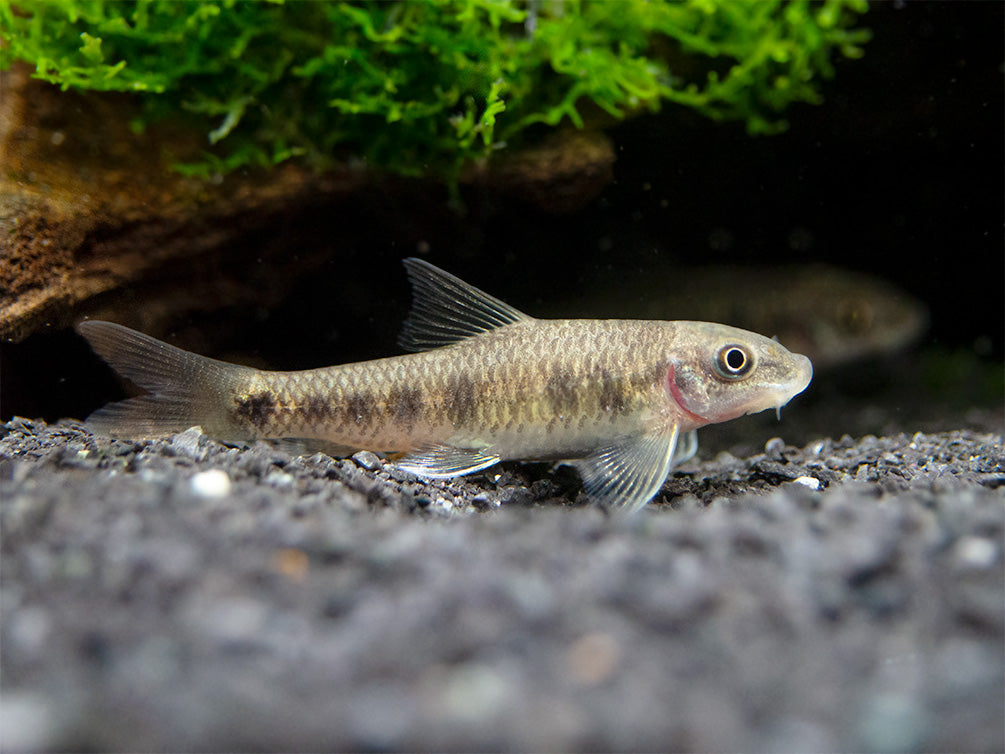 Spotted Garra (Garra spilota), Tank-Bred!