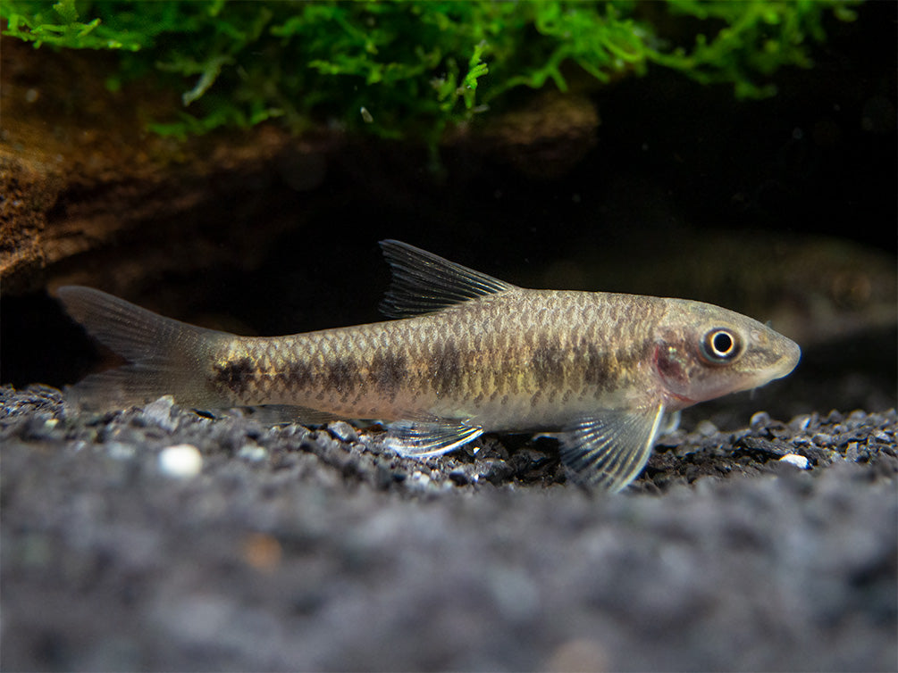 Spotted Garra (Garra spilota), Tank-Bred!