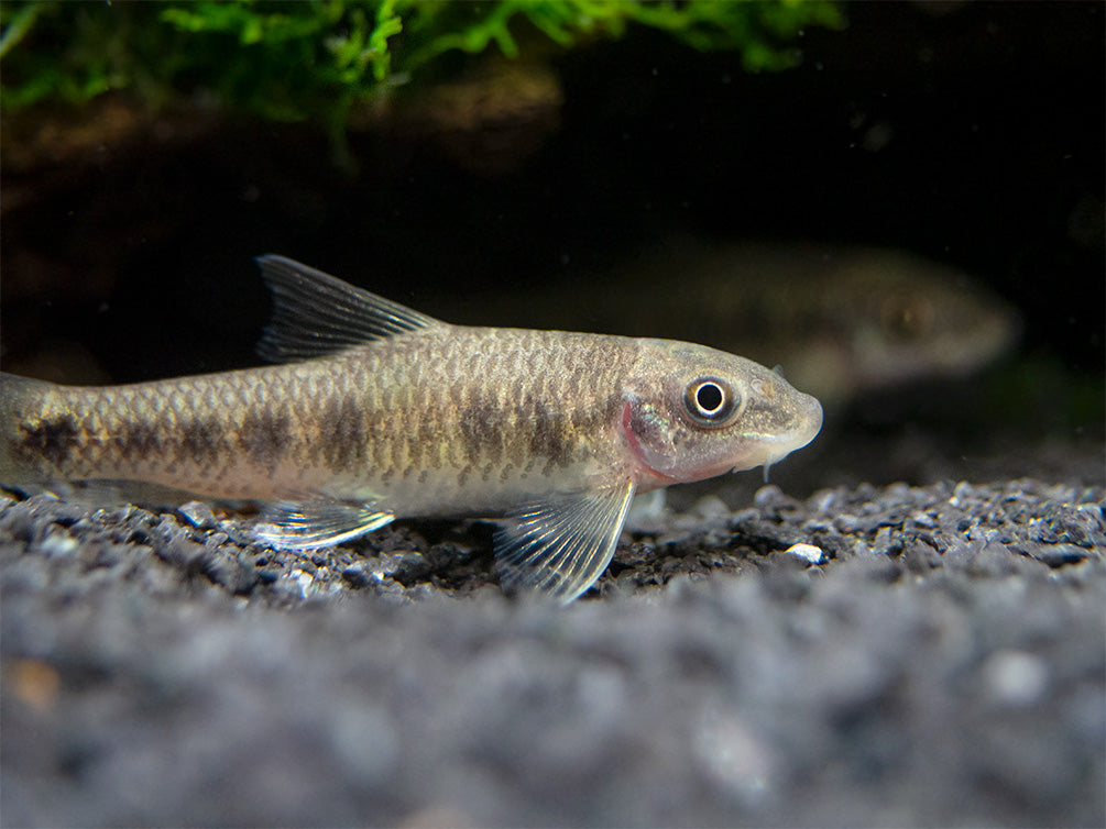 Spotted Garra (Garra spilota), Tank-Bred!