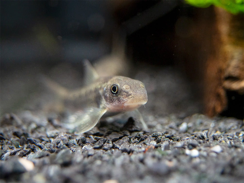 Spotted Garra (Garra spilota), Tank-Bred!