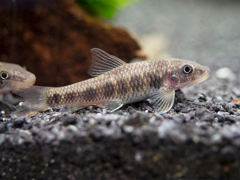 Spotted Garra (Garra spilota), Tank-Bred!