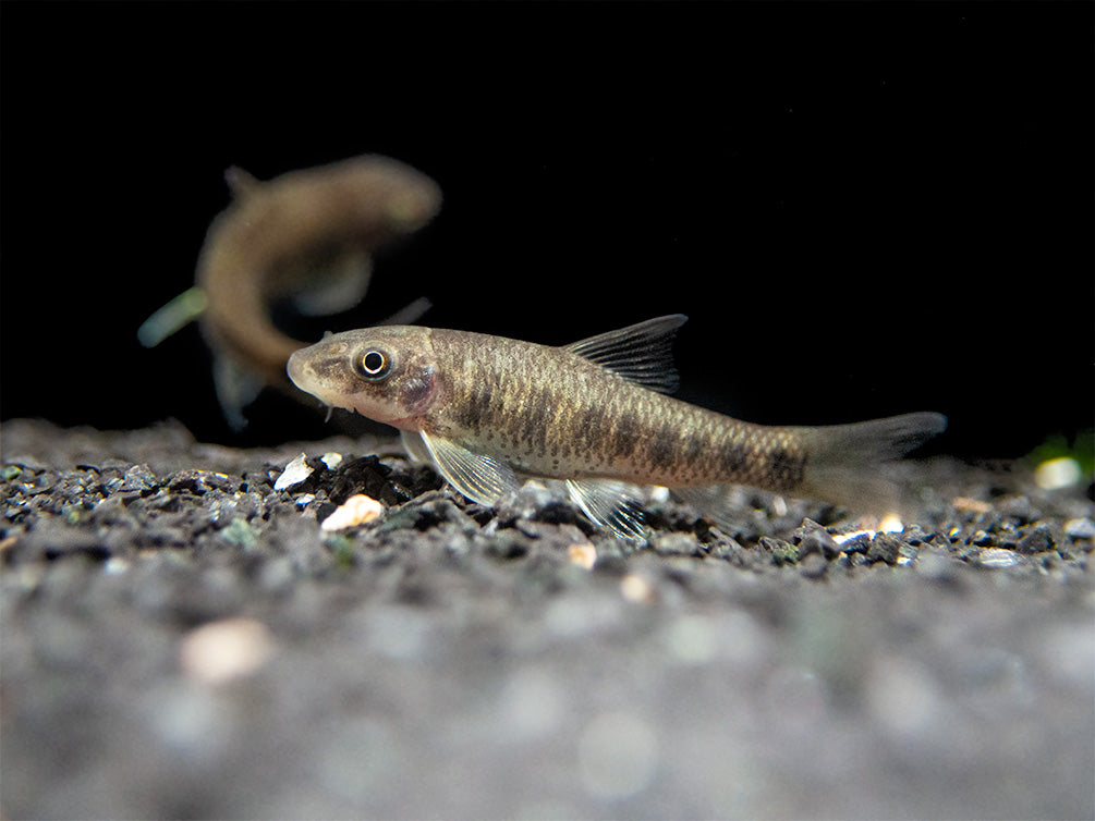 Spotted Garra (Garra spilota), Tank-Bred!