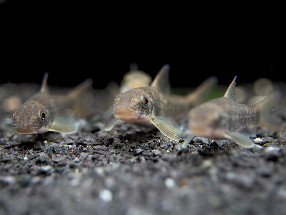 Spotted Garra (Garra spilota), Tank-Bred!