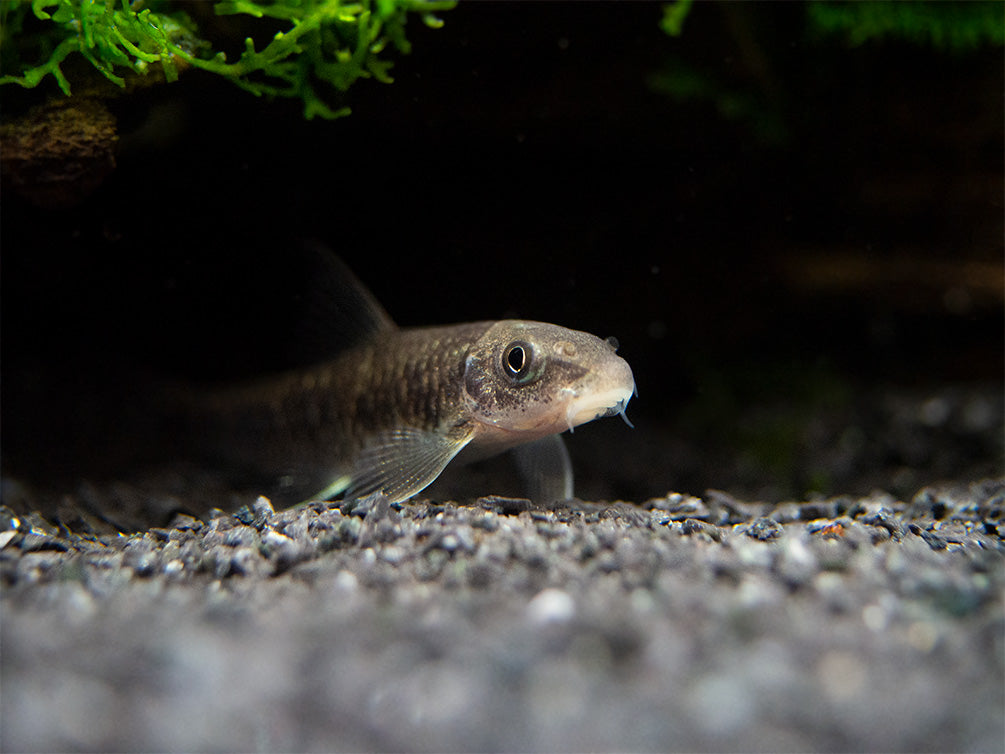 Spotted Garra (Garra spilota), Tank-Bred!