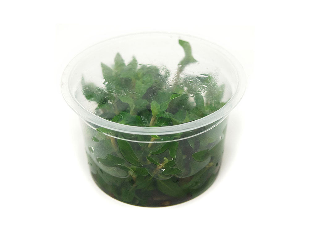 Staurogyne repens Tissue Culture