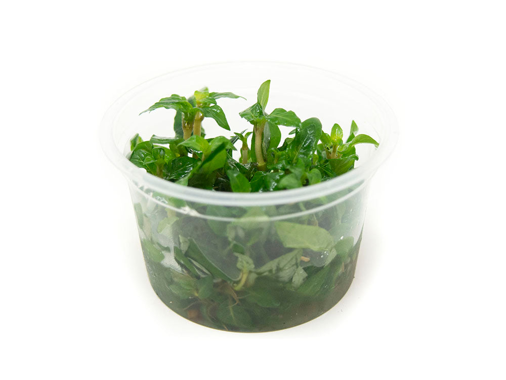 Staurogyne repens Tissue Culture