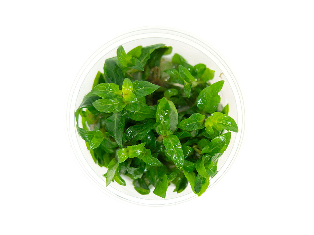 Staurogyne repens Tissue Culture