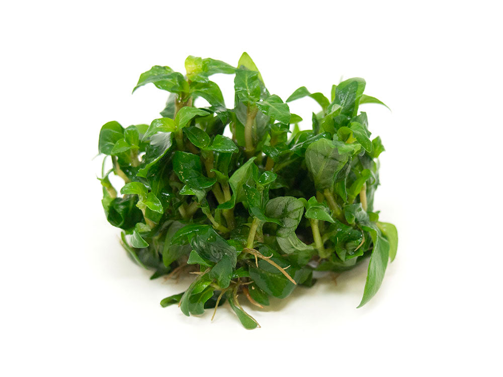 Staurogyne repens Tissue Culture