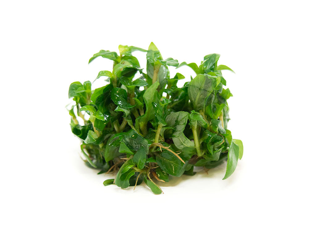 Staurogyne repens Tissue Culture