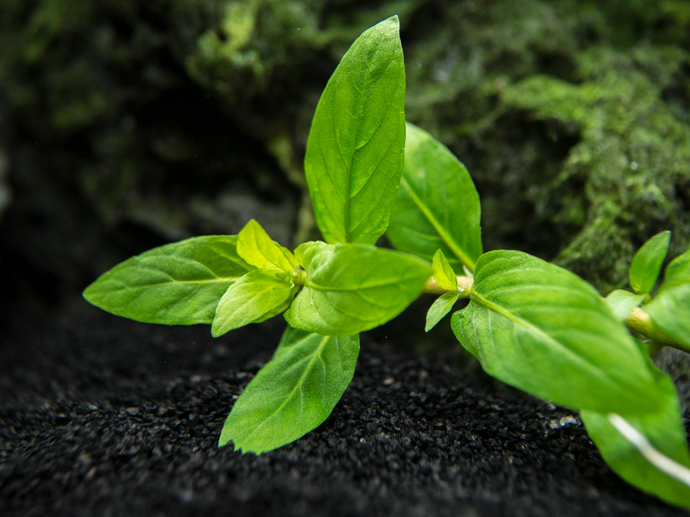 Staurogyne repens (Staurogyne repens), Clump