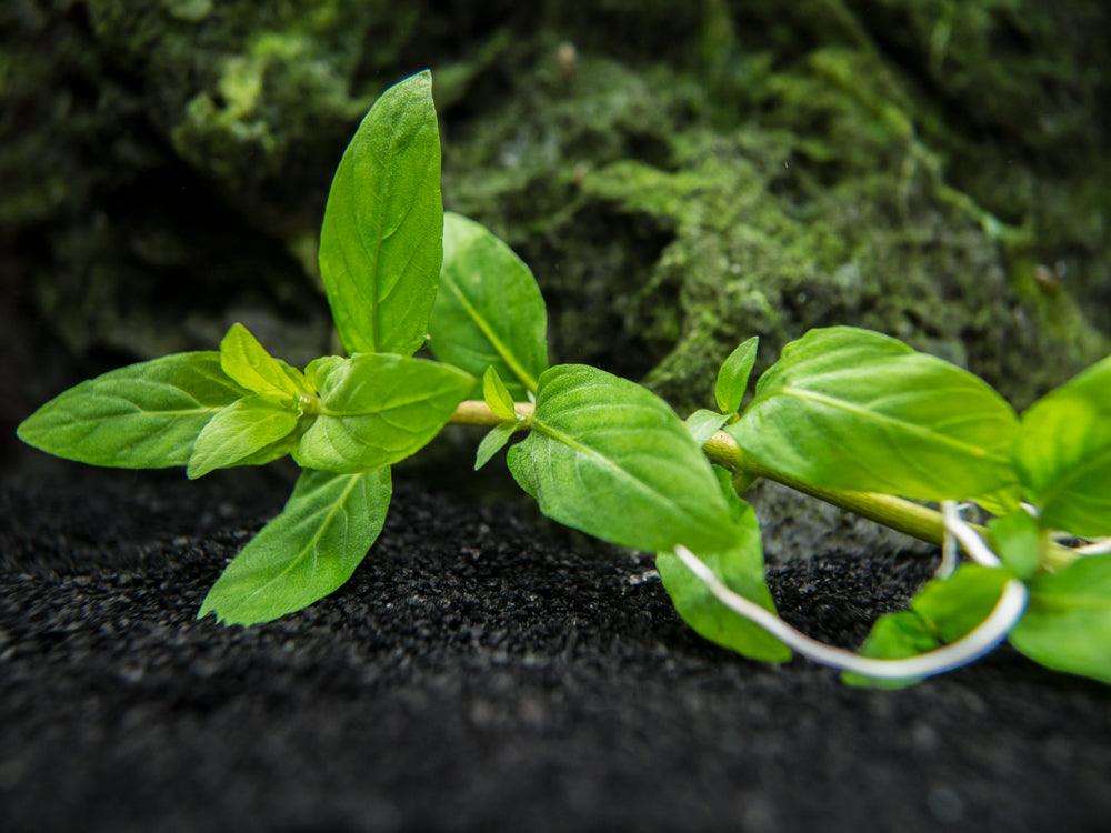 Staurogyne repens (Staurogyne repens), Clump