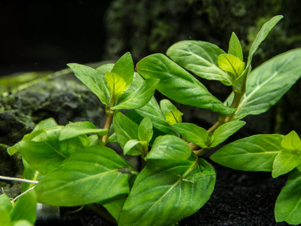 Staurogyne repens (Staurogyne repens), Clump