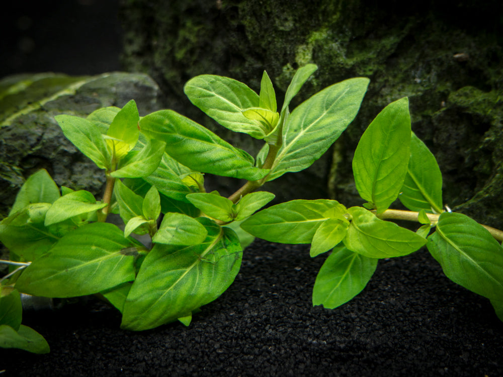 Staurogyne repens (Staurogyne repens), Clump