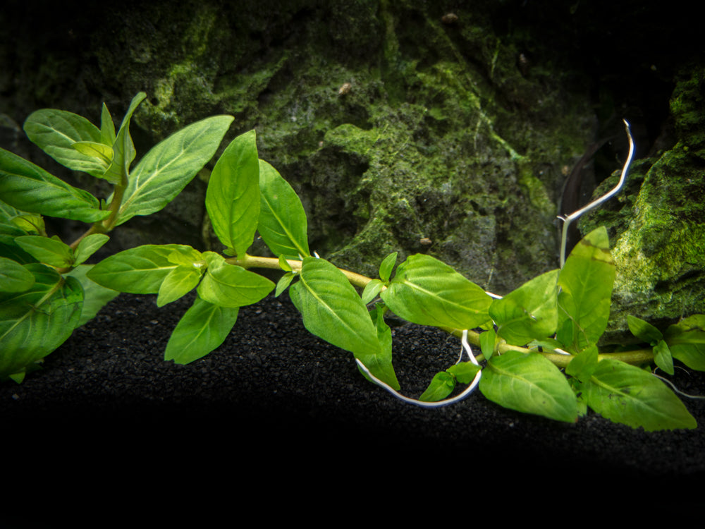 Staurogyne repens Tissue Culture - Aquatic Arts