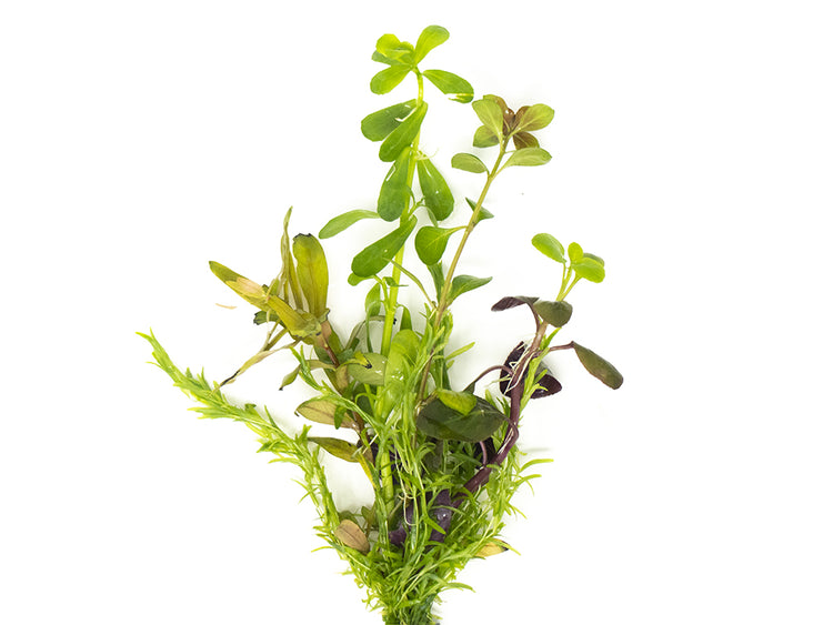 aquascaping plants for freshwater aquarium