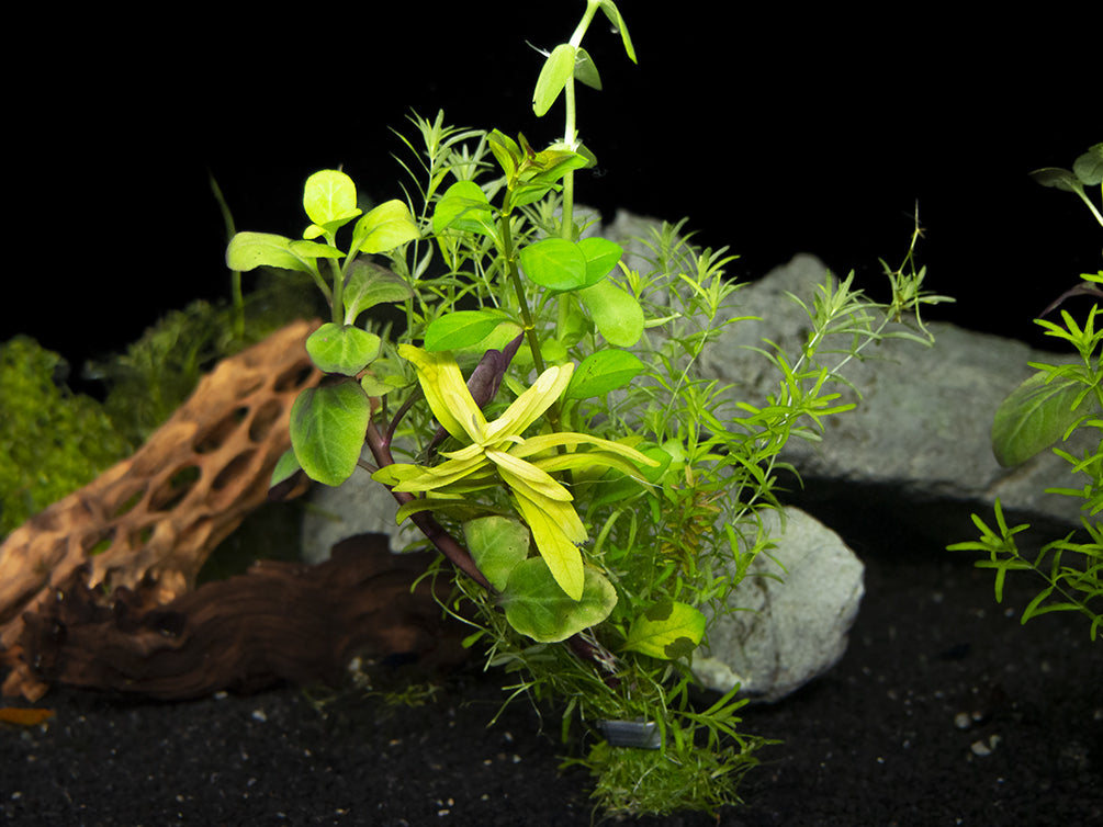 freshwater aquarium plant setup 