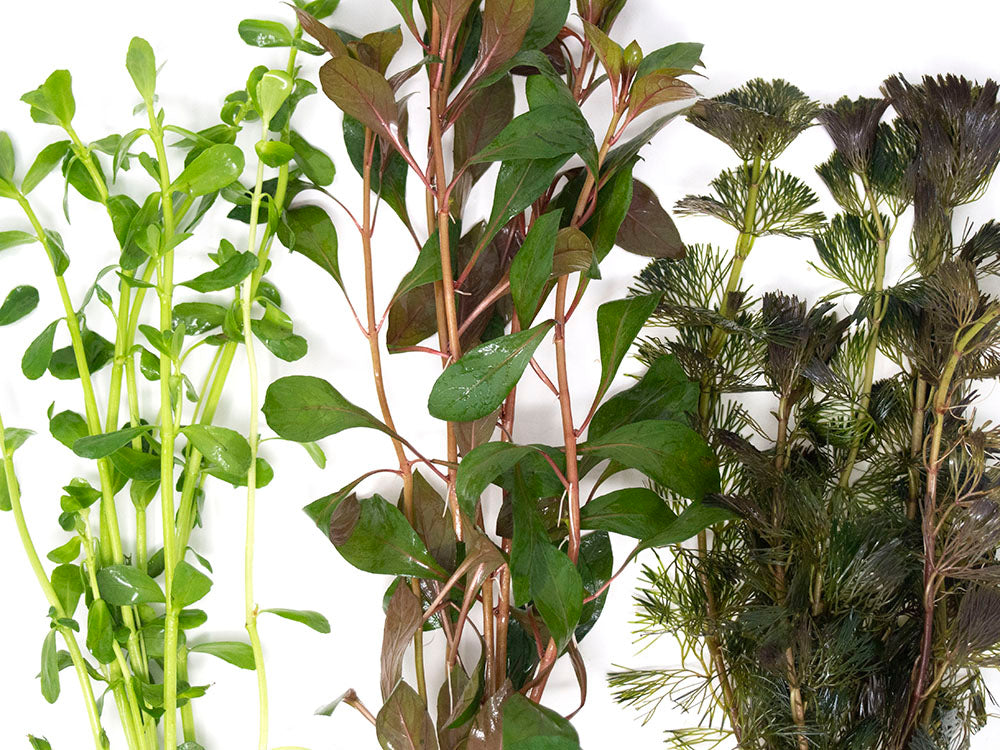 Stem Plant Combo - Beginner Aquarium Plants: Moneywort,  Dark Red Ludwigia, and Green Cabomba
