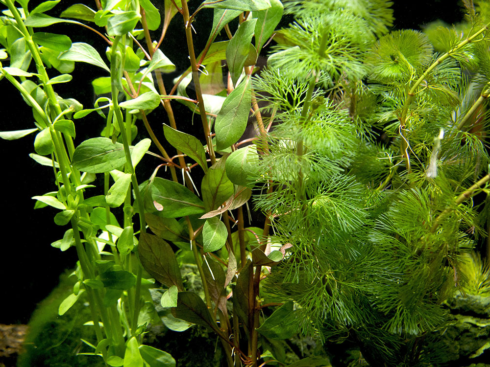Stem Plant Combo - Beginner Aquarium Plants: Moneywort,  Dark Red Ludwigia, and Green Cabomba