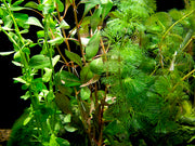 Stem Plant Combo - Beginner Aquarium Plants: Moneywort,  Dark Red Ludwigia, and Green Cabomba